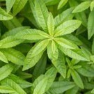 Verveine citronelle