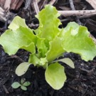 Plants  Salade  