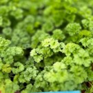 Plants  Persil Frisé - Perle verte  