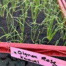 Plants  Oignon Rose de Kéravel (DISPO !)  