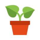 Plants  Plant de betterave rouge  