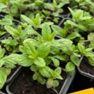 Plants  Menthe marrocaine bio (DISPO !)  