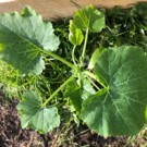 Plants  Plants de courgette variés  