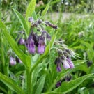 Plants  Consoude  