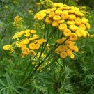 Plants  Tanaisie  