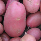 Pomme de terre  Dalida nouvelle  