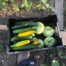 Courgette  Courgettes (maraîchère, gold, blanche, ronde)  