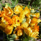 Calendula  Fleurs de soucis séchées  