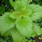 Melisse  Mélisse citronnelle : feuilles séchées  