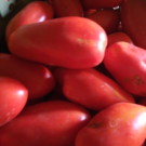 PLANTS  Tomates allongées 5kgs coulis ou sauces  