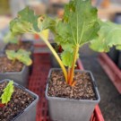 Plants  BIO Rhubarbe VICTORIA - Pot de 1.6L  