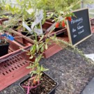Plants  BIO Baie de GOJI rouge LYCIET COMMUN- Godet de 9cm  
