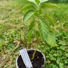 Plants  Whitania somnifera / Ashwagandha / ginseng indien  