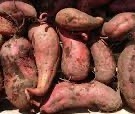 Patates douces
