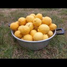 Citron  Citrons BIO  