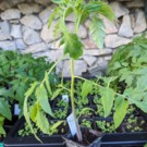 Plants  Tomates anciennes - Liste des variétés sur demande  