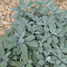 Feuilles  Sauge officinale - jeune bouture racinée  