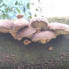 Champignons  Shiitake sur buche  